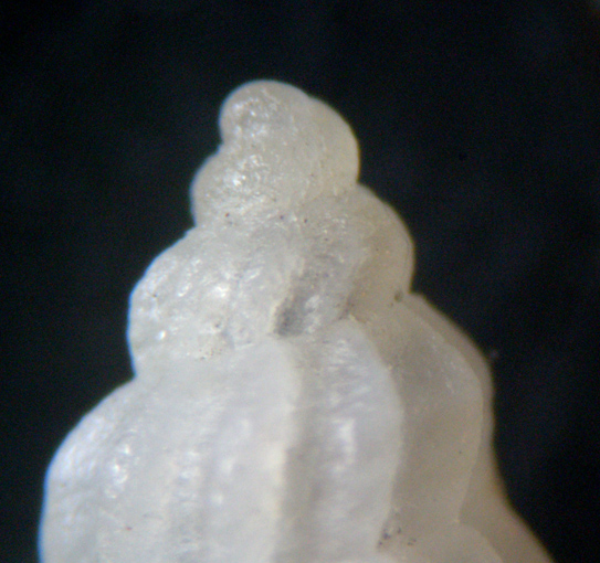 4) Mangelia multilineolata forma pusilla?