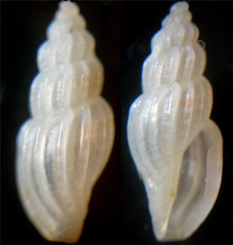 4) Mangelia multilineolata forma pusilla?