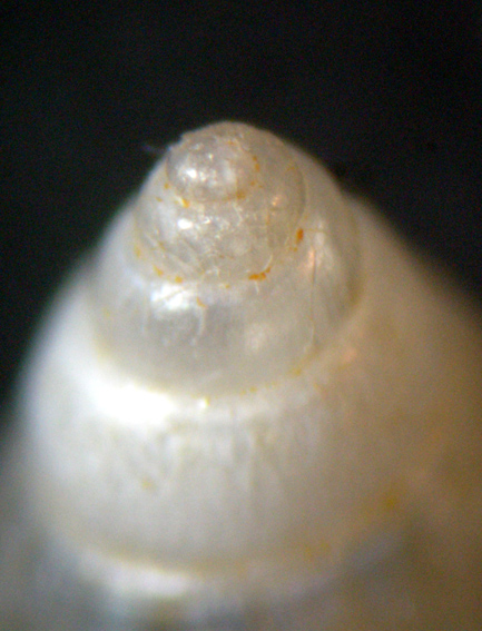 Pusillina marginata ?