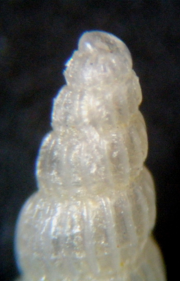 Conferma Chrysallida clathrata