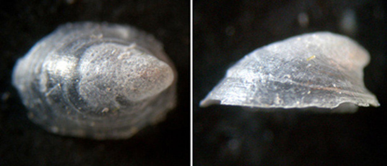 Ancylus fluviatilis?