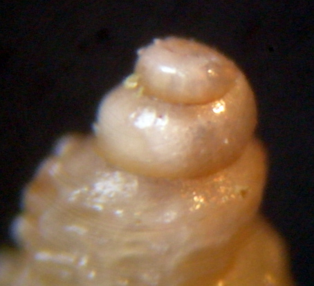 dal litorale nord di Magnisi SR 4