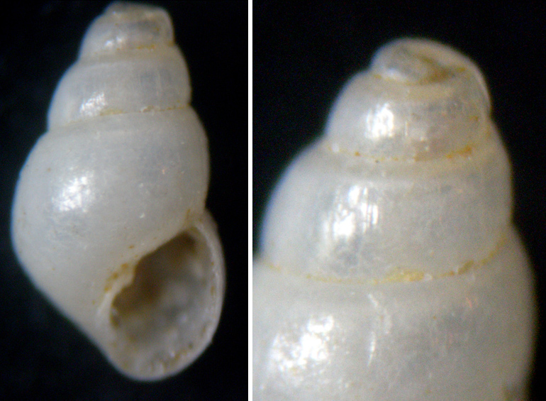 Conferma Odostomia lukisi