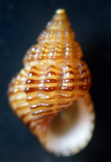 Alvania lineata
