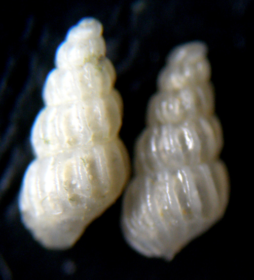 Conferma due Chrysallida intermixta