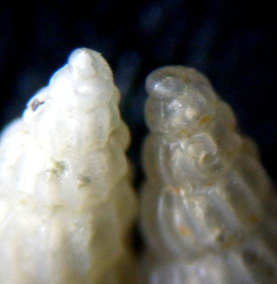 Conferma due Chrysallida intermixta