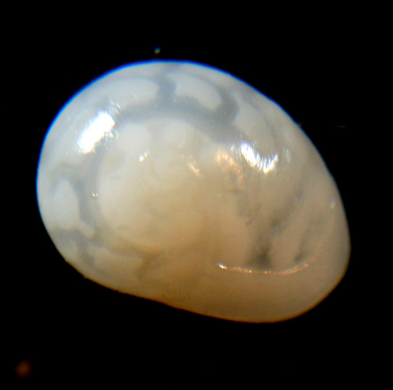 Cyclope pellucida