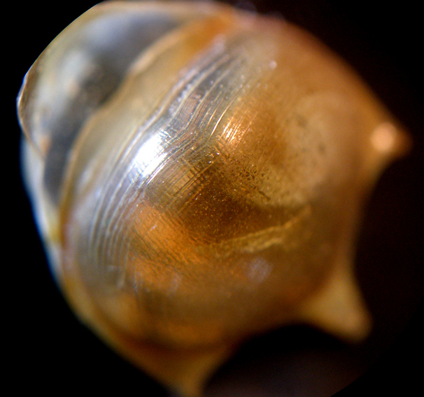 Cavolinia tridentata?