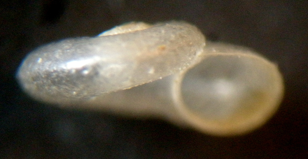 Gyraulus crista?
