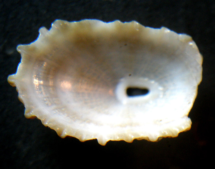Diodora graeca Juv?