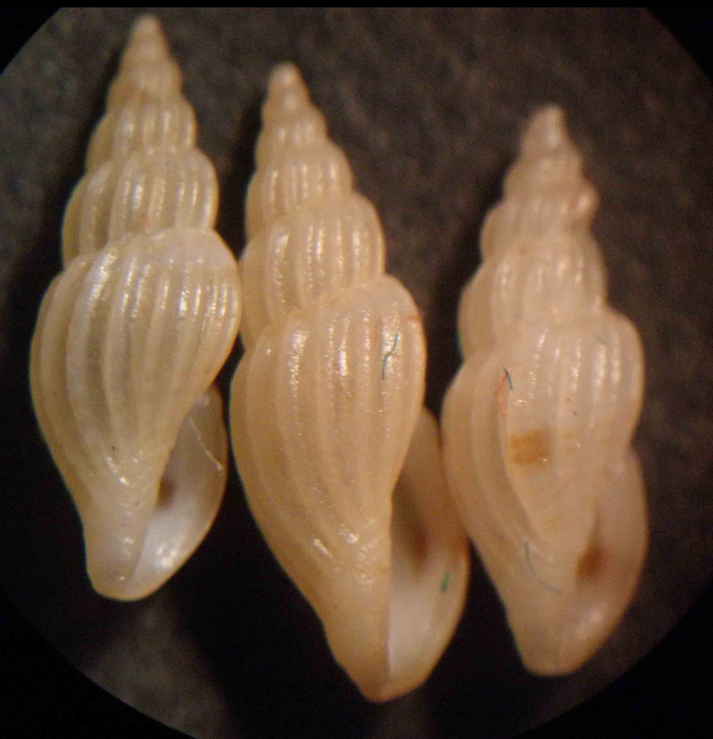 mangeliinae