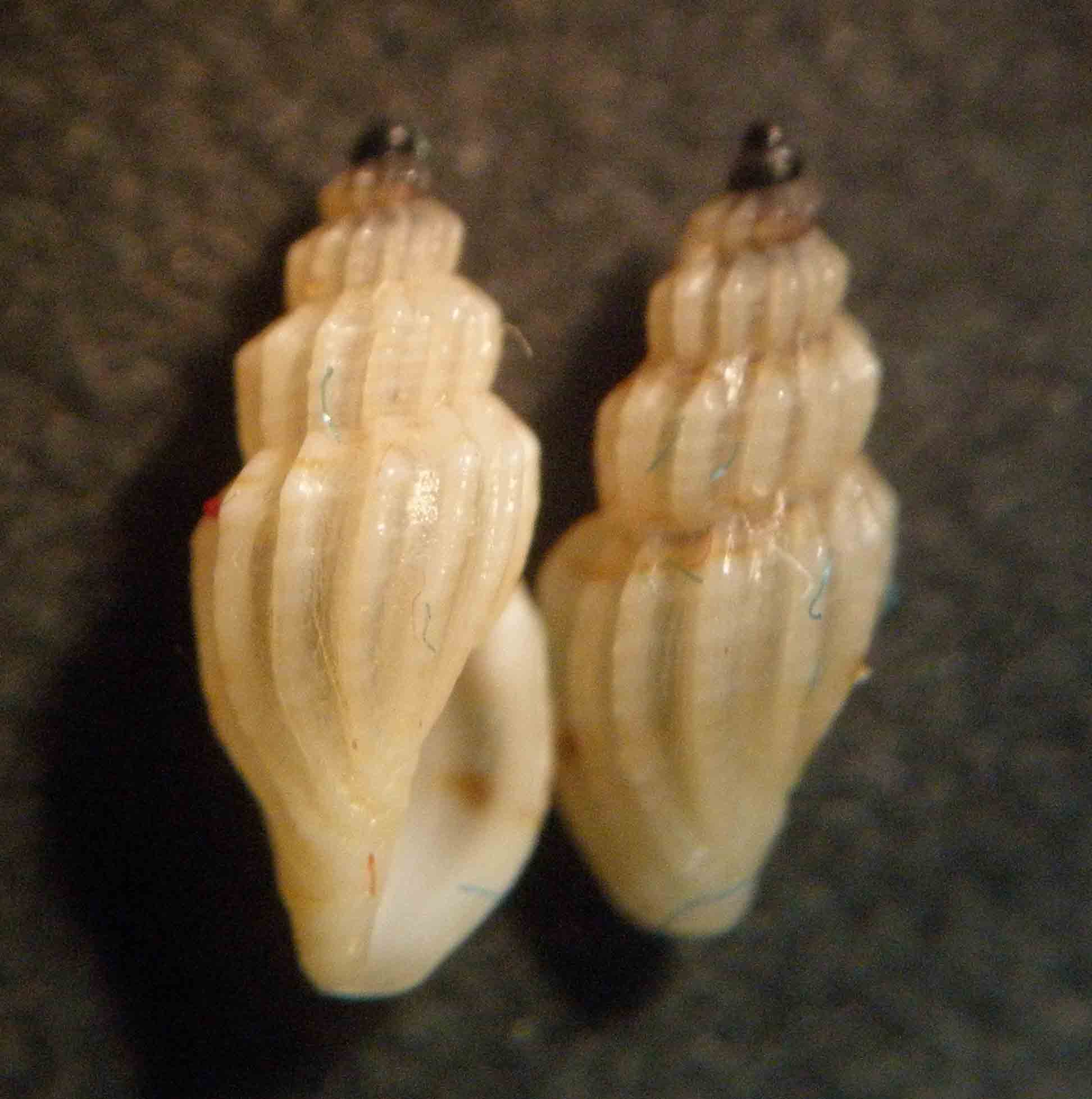 mangeliinae