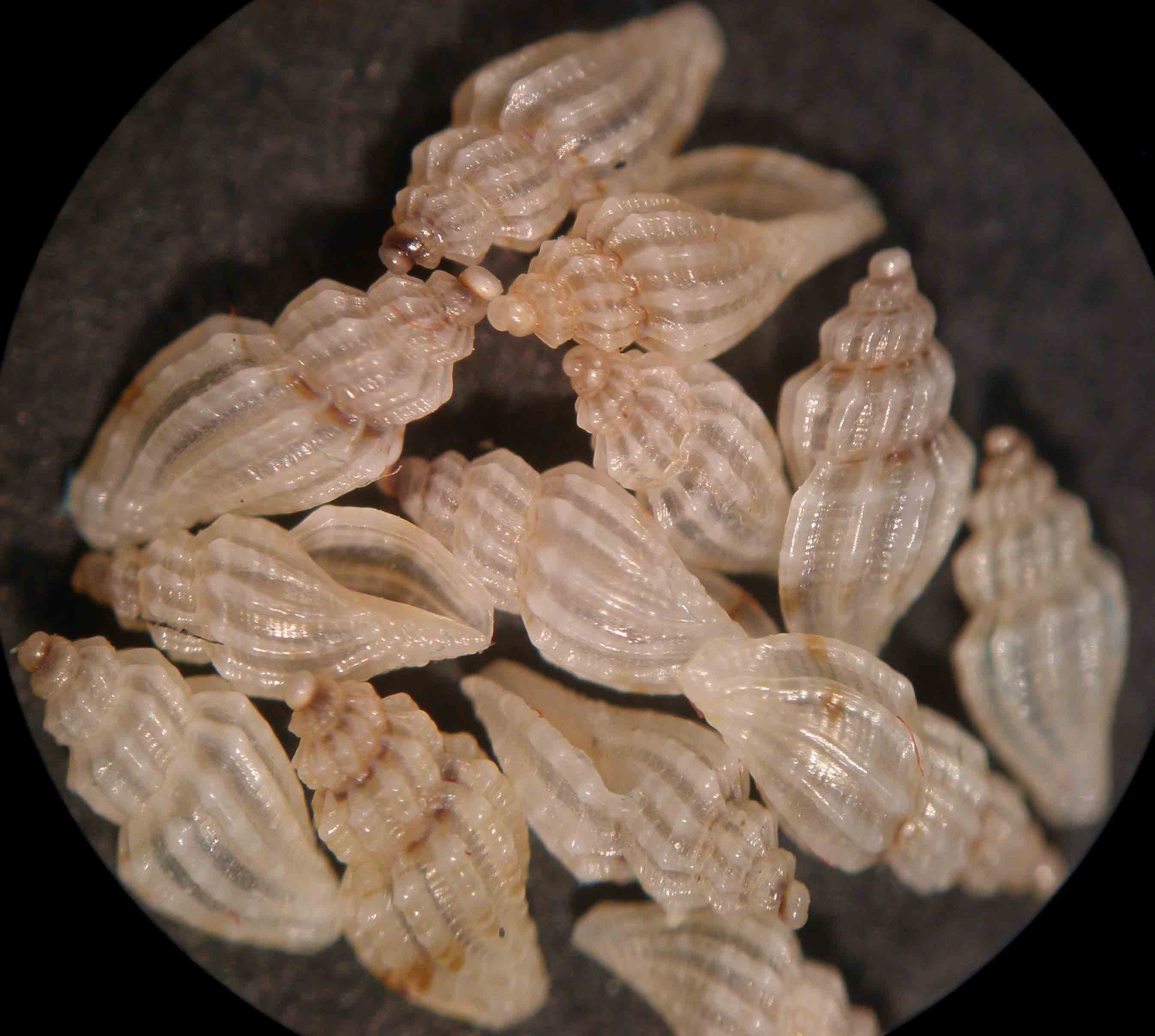 mangeliinae
