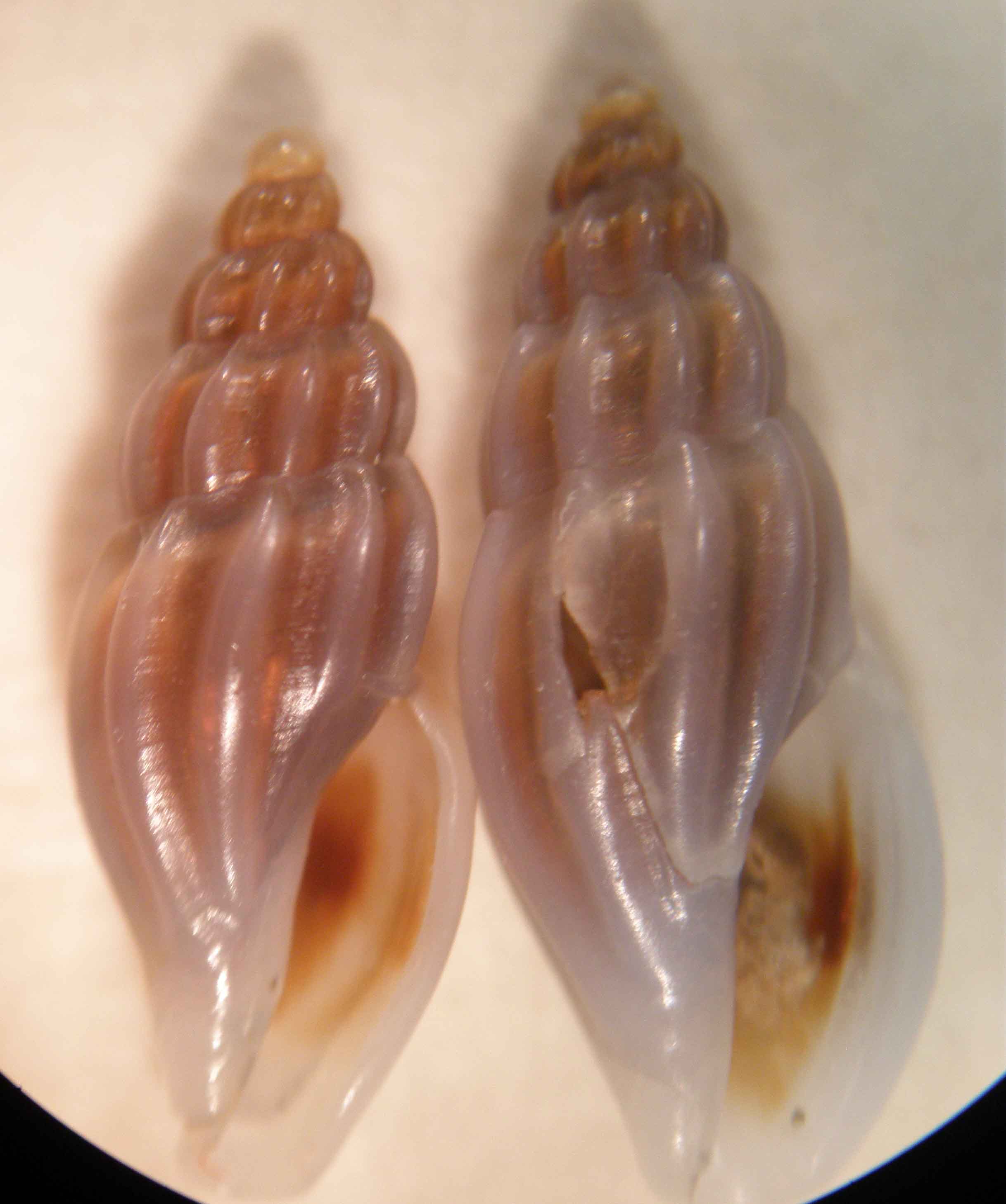 mangeliinae