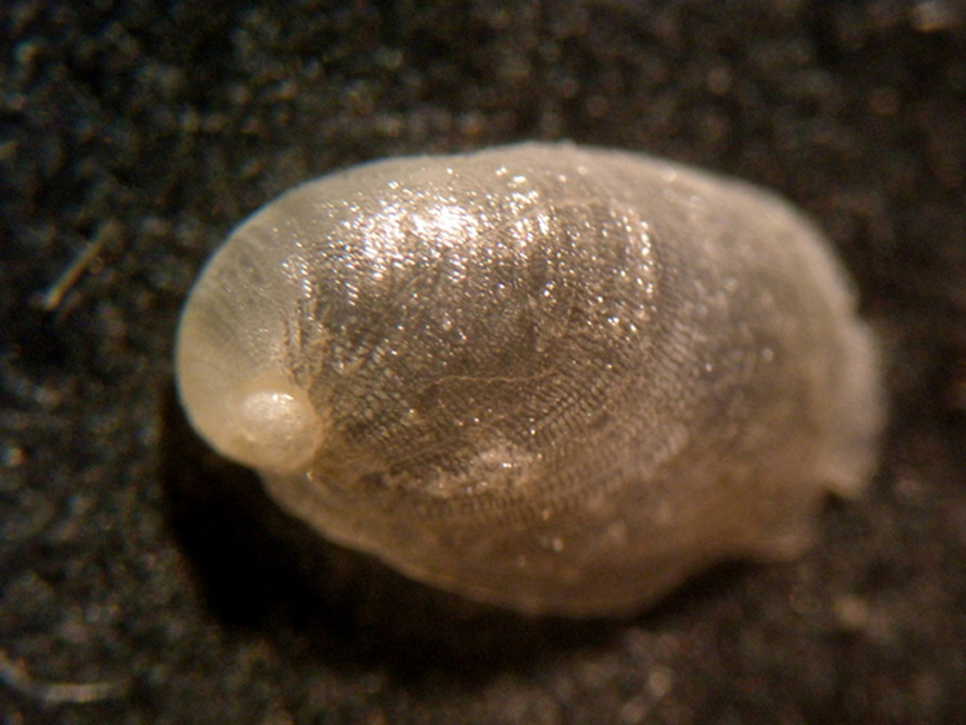 Berthella ?