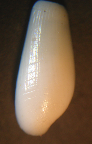 Cylichina laevisculpta