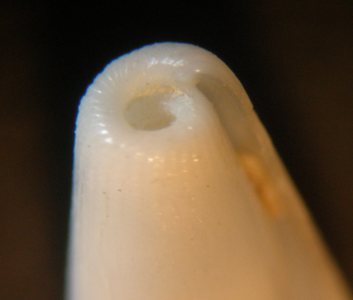 Cylichina laevisculpta