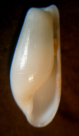 Cylichina laevisculpta