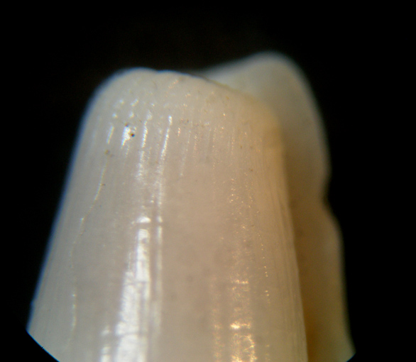 Cylichina laevisculpta
