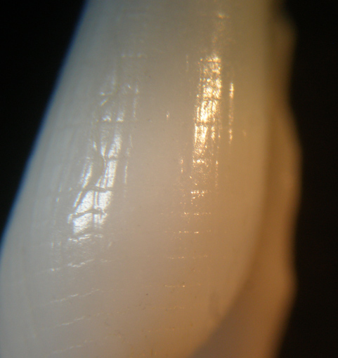 Cylichina laevisculpta