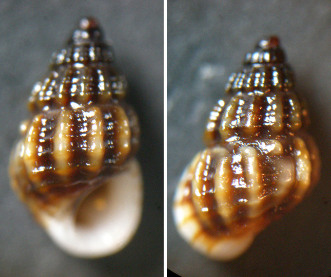 dubbio su Alvania lineata