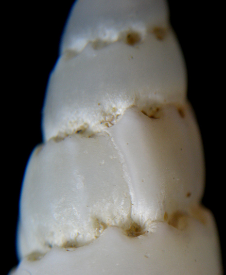 Moncone di Opalia crenata?