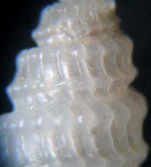 Folinella Excavata e Ghisotti