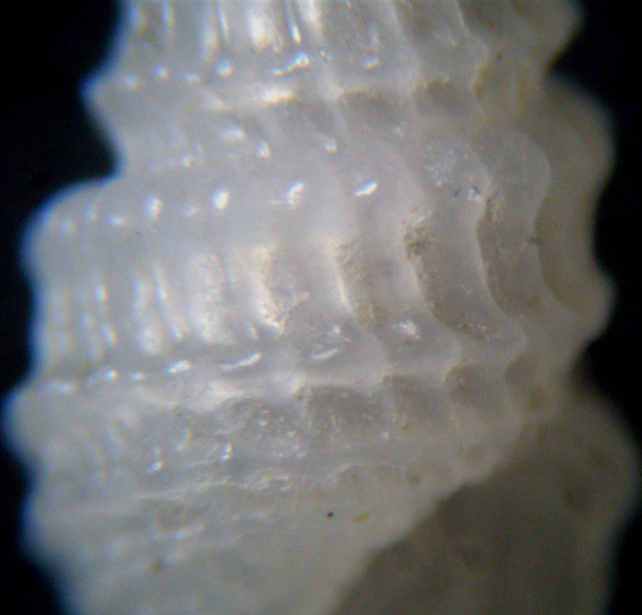 Folinella Excavata e Ghisotti