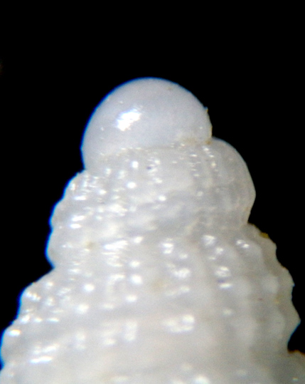 Chauvetia candidissima?