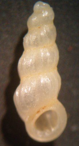 opalia