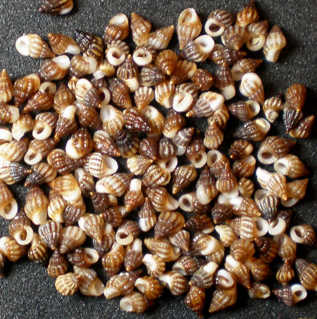 dubbio su Alvania lineata