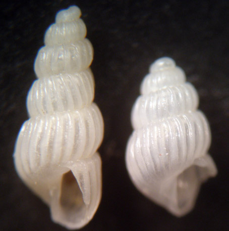 Conferma Jeffresiana juv.