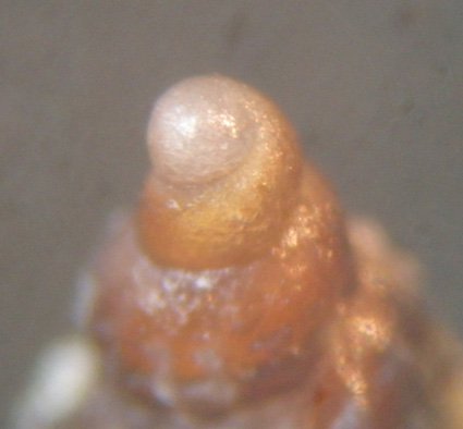 dal litorale nord di Magnisi SR - 3