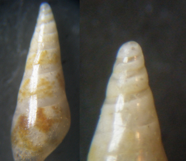 8) Conferma STICTEULIMA JEFFREJSIANA