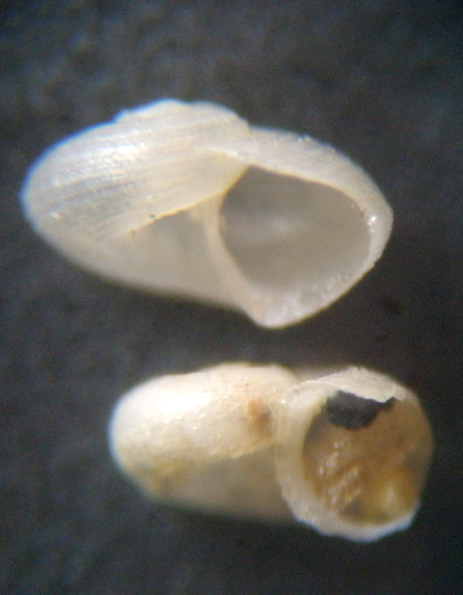 A differenza del precedente...