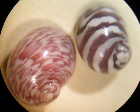 Smaragdia viridis lineata?