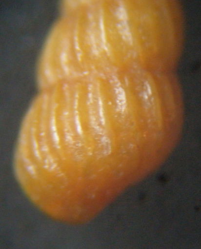 Non essendo una Turbonilla...