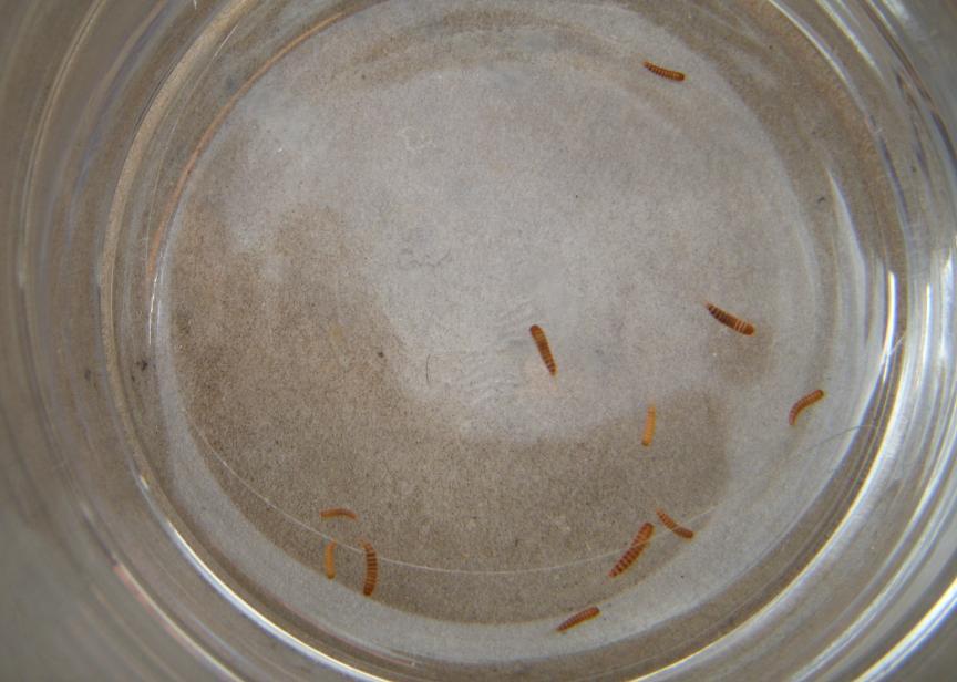 Animaletti (insetti?) da identificare...