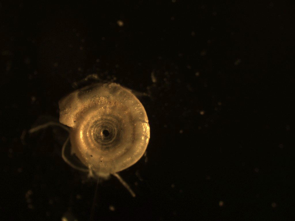 Foraminiferi fossili