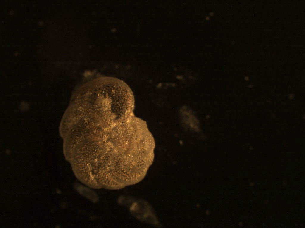 Foraminiferi fossili