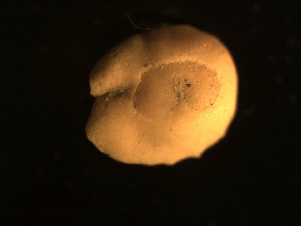 Foraminiferi fossili