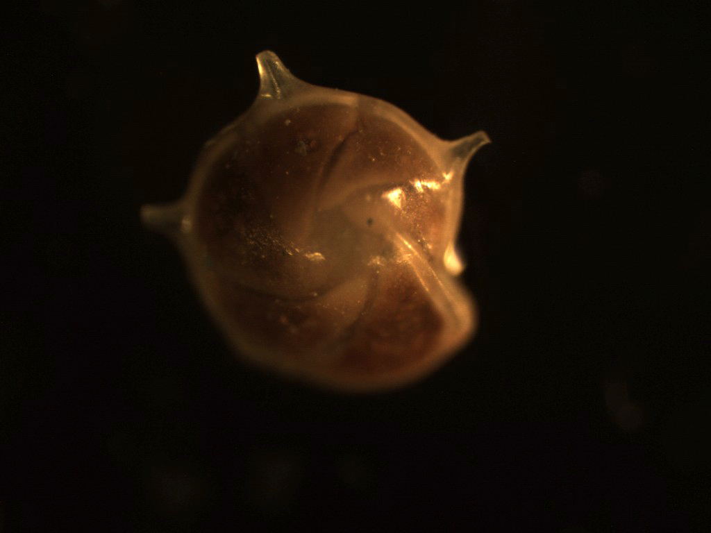 Foraminiferi fossili
