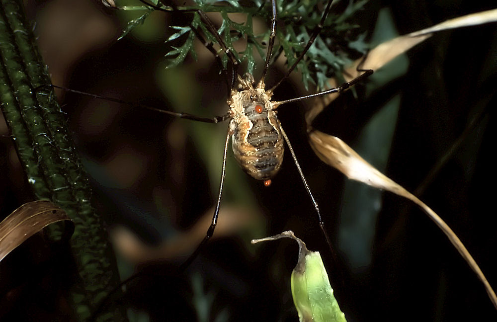 Ragno...particolare!