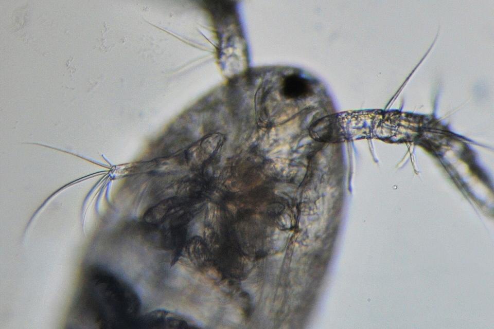 Copepode e relativo Nauplio