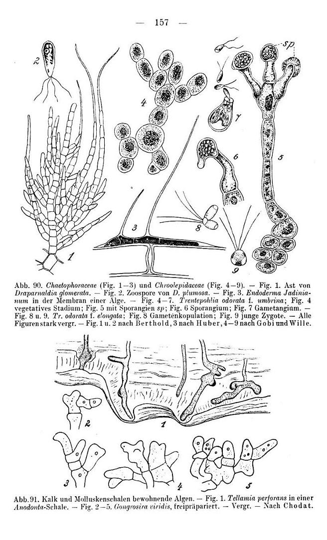 Alga