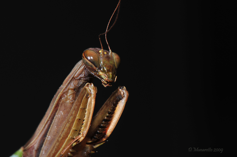 Mantide Religiosa...ancora...!