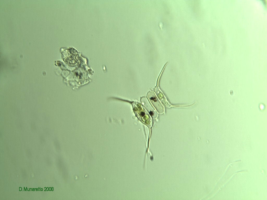 Scenedesmus sp.