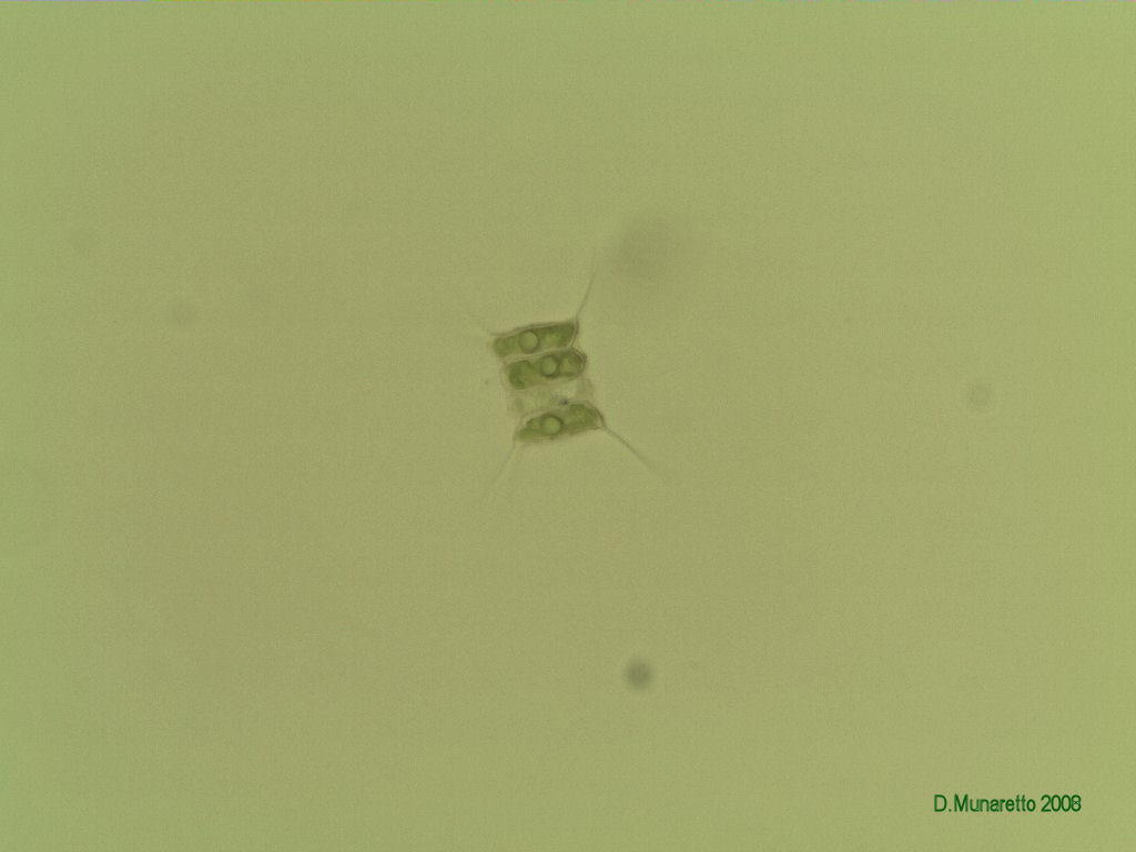 Scenedesmus sp.