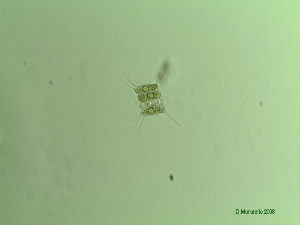 Scenedesmus sp.