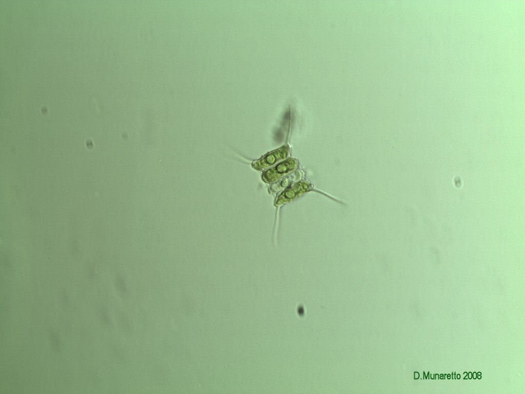 Scenedesmus sp.